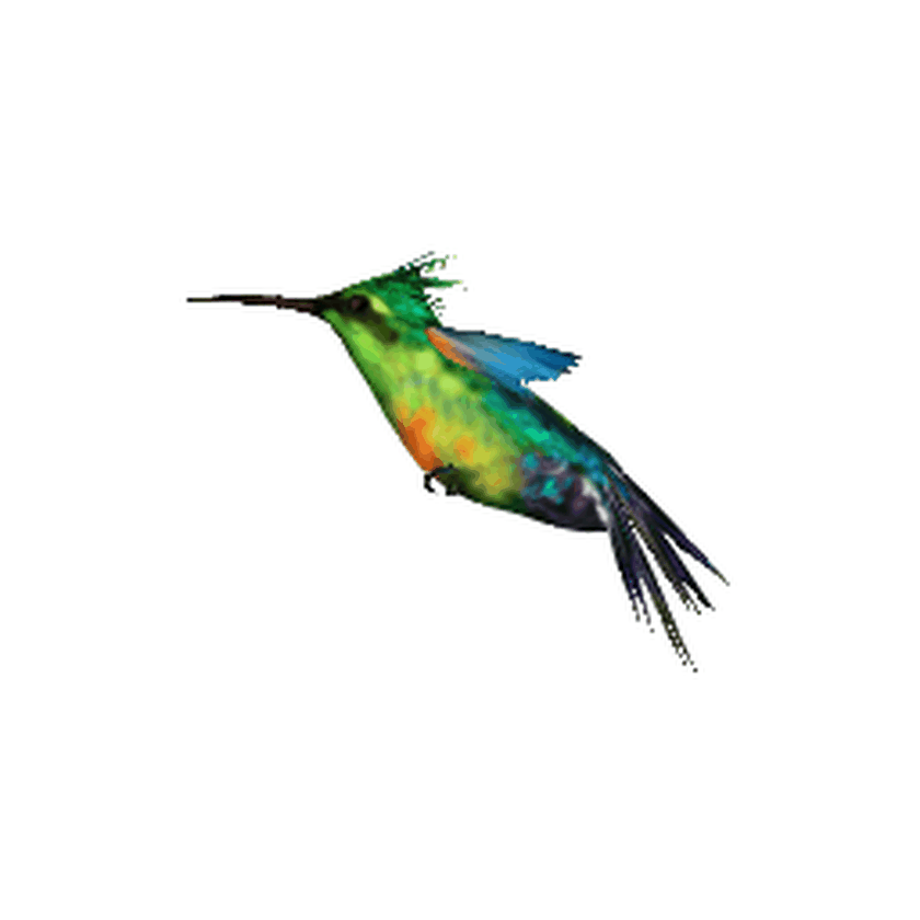 Starting mesh position of a hummingbird